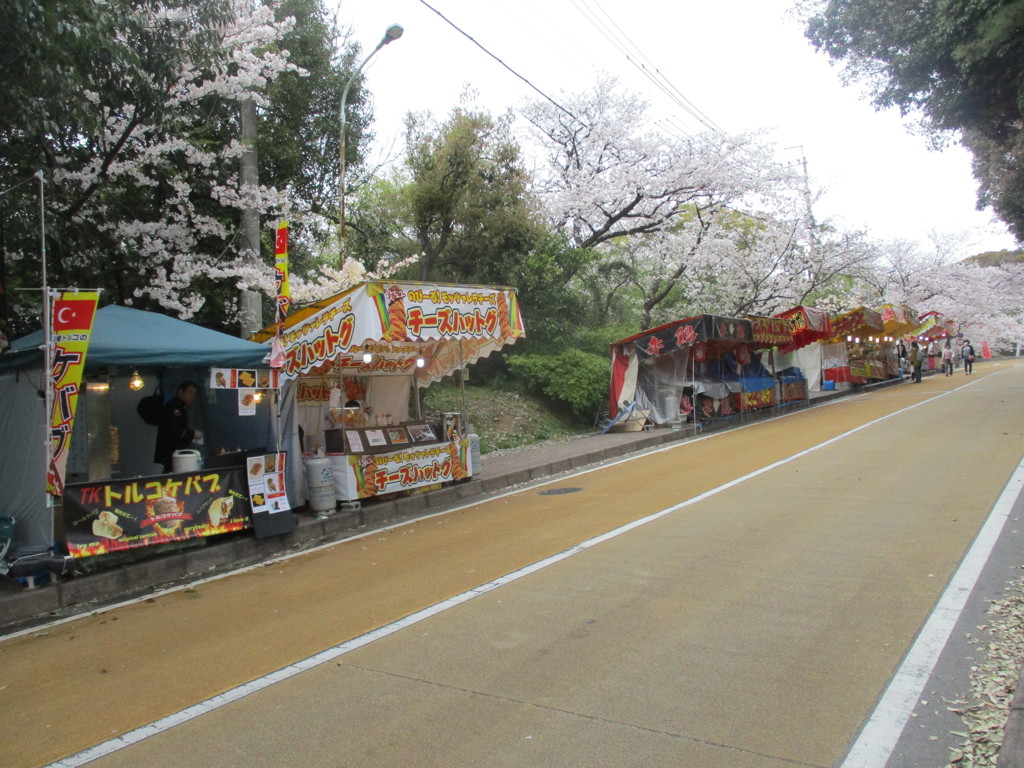 福岡の桜　⑥