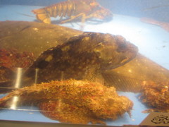 水槽の中の魚たち⑨