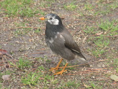 野鳥観察②