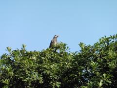 木の上のムクドリ