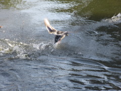 カモの水あそび②