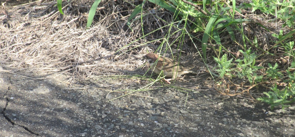 餌をあさってるスズメ①