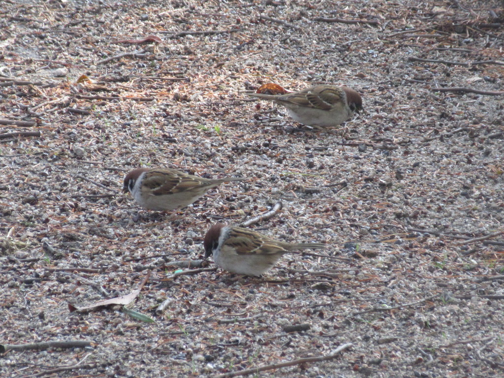 せっせと餌探し①