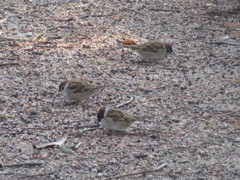 せっせと餌探し①