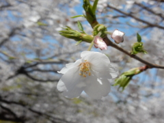 福岡県内の桜　⑥