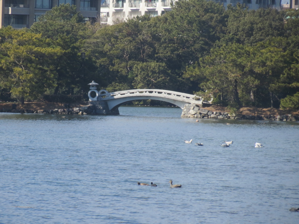 大濠公園と自然　⑦
