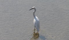 川にたたずむコサギ