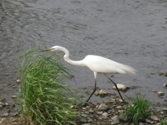 川を歩くサギ②