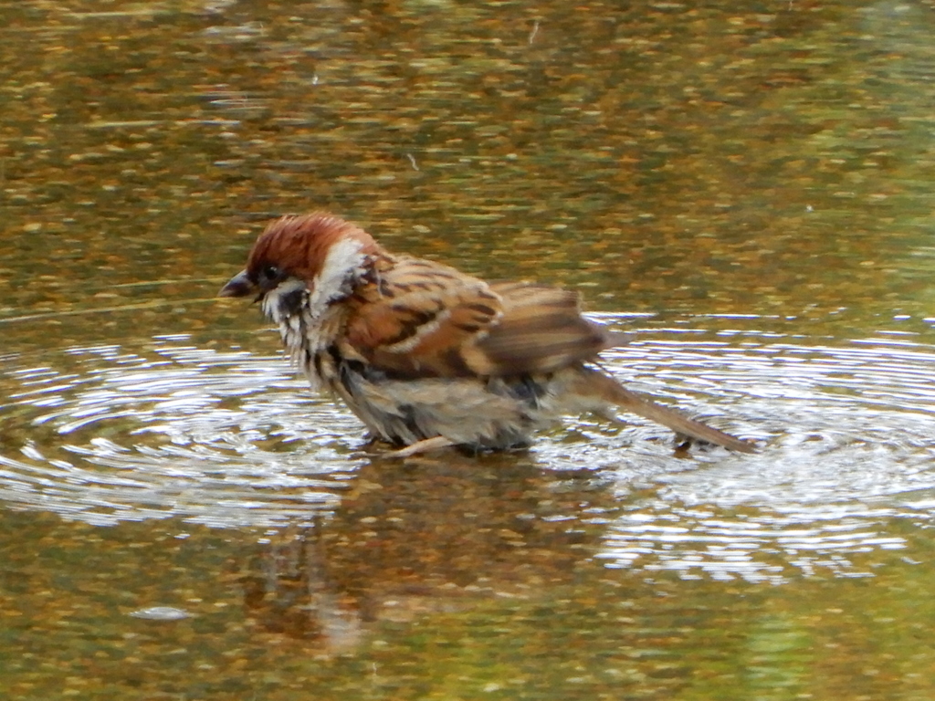 水浴びするスズメ。