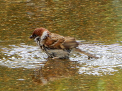 水浴びするスズメ。
