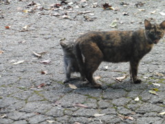 親子の猫ちゃんたち④