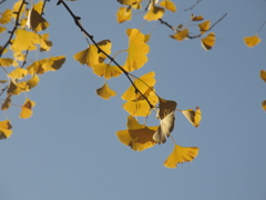 太陽に照らされるイチョウ