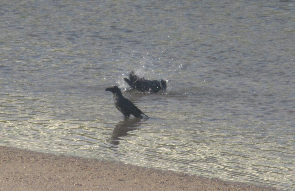 カラスの行水⑤