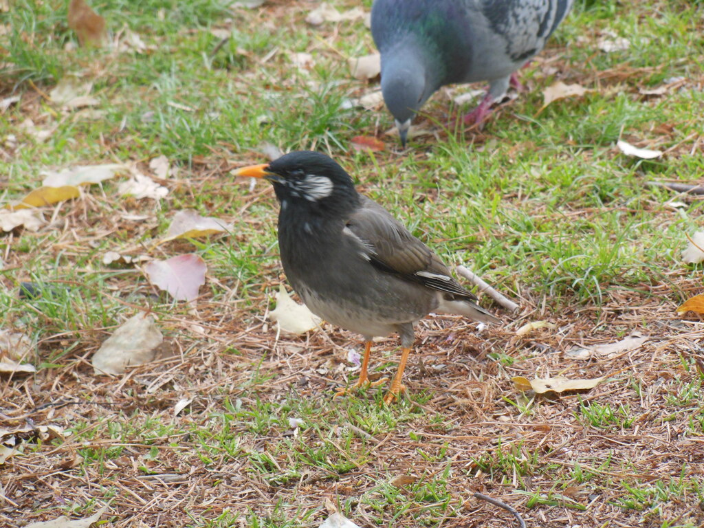 公園のムクドリ