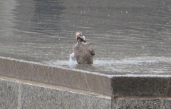 ムクドリの行水②