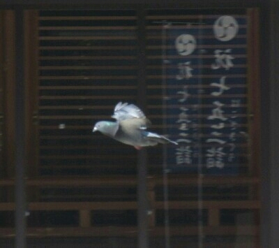飛ぶ鳩