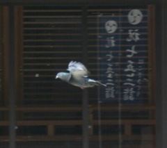 飛ぶ鳩
