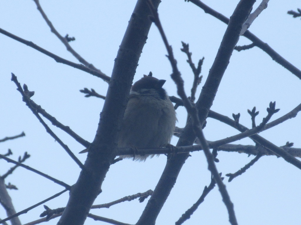 目の前で見たスズメ⑤