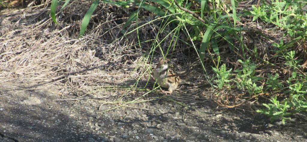 餌をあさってるスズメ②