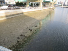川なのに砂浜がある光景