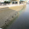 川なのに砂浜がある光景