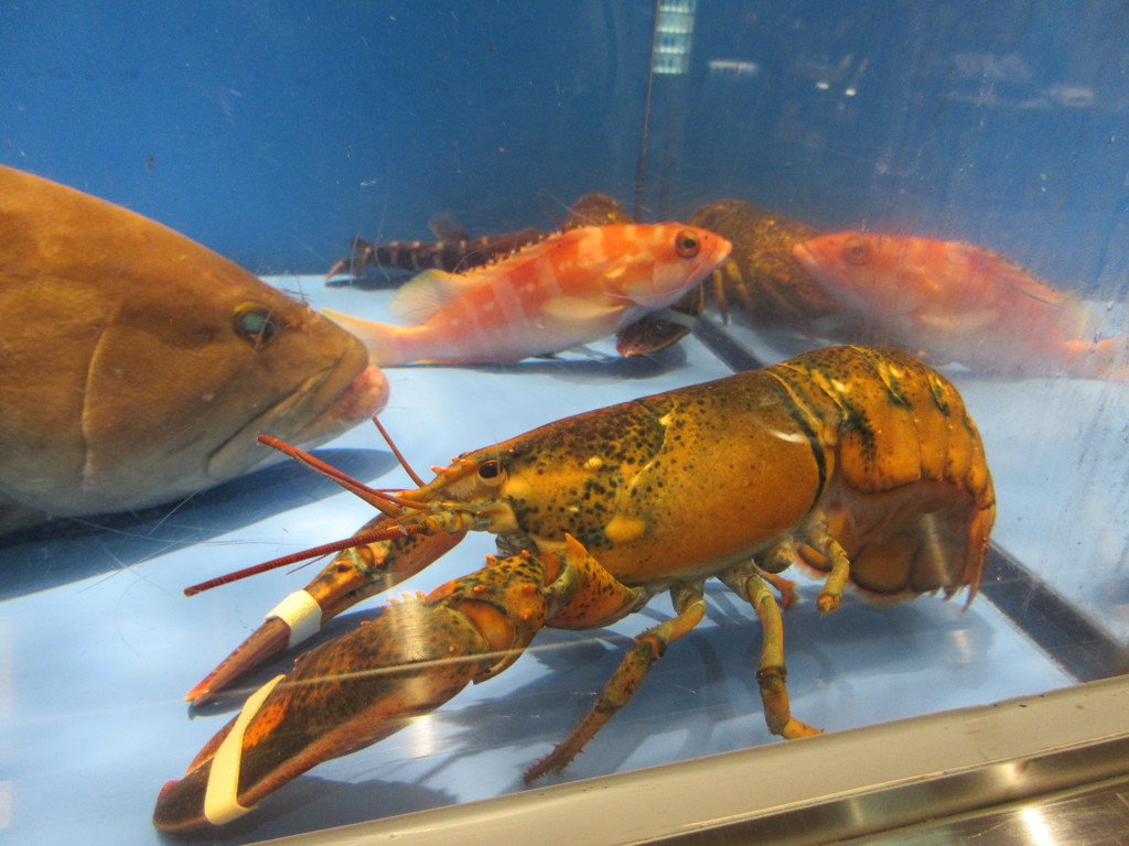 水槽の中の魚①