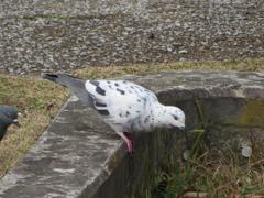 公園で撮影した白い鳩