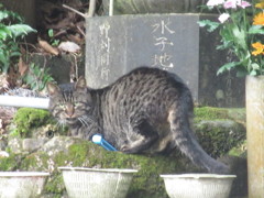 お堂の水を飲んでる猫ちゃん②