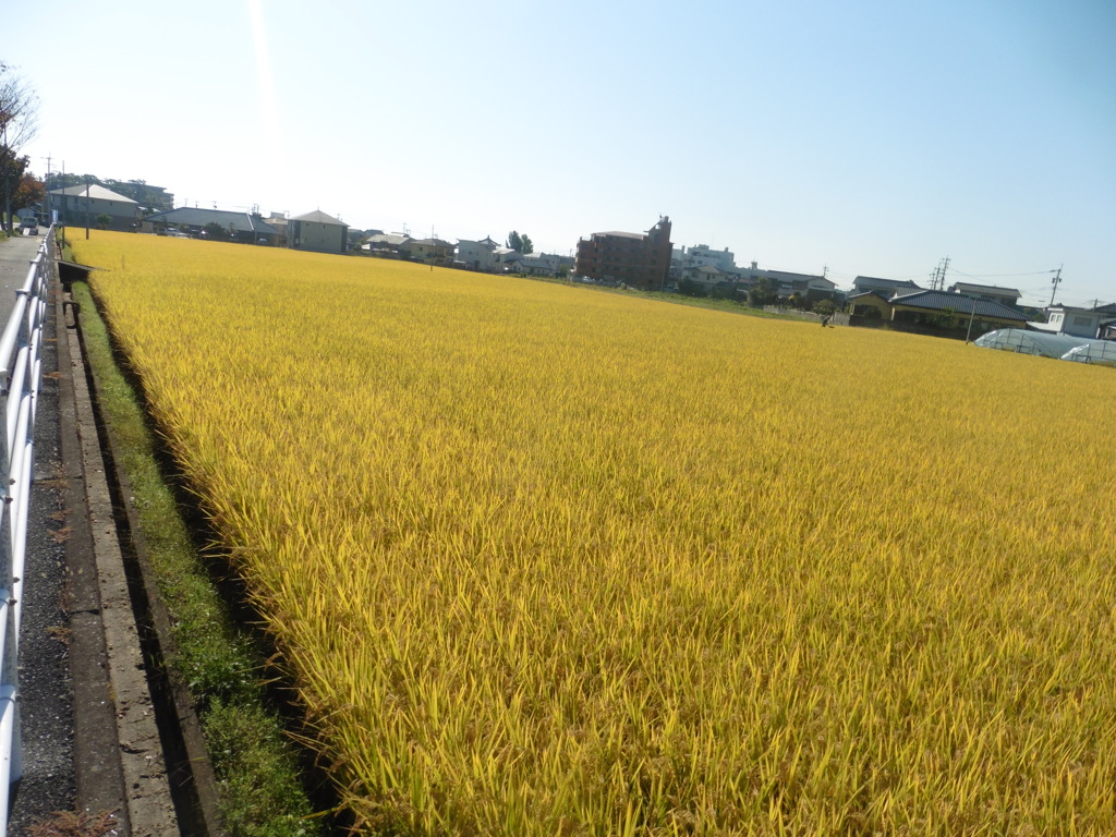 太陽を浴びる稲穂①