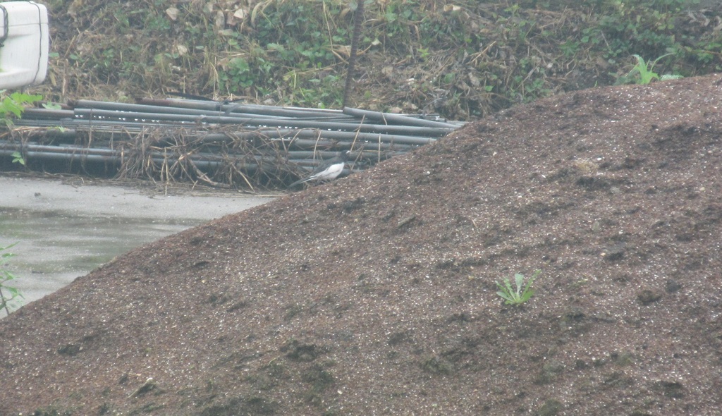 セグロセキレイ