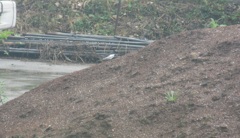 セグロセキレイ