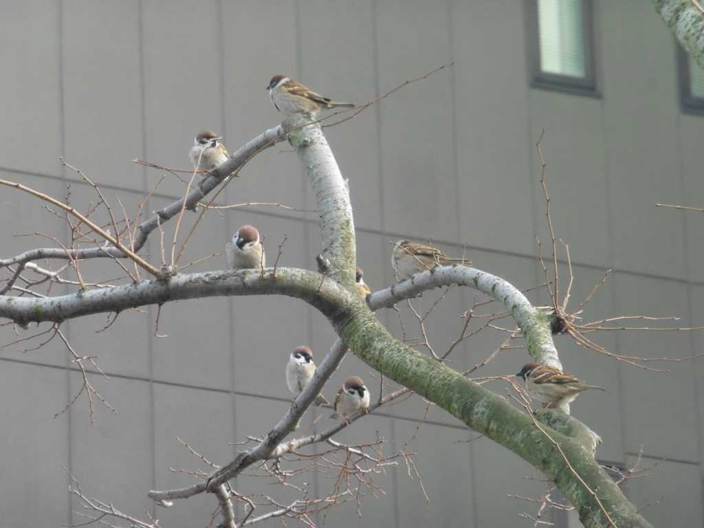 枝の上のスズメたち①