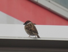 屋根の上のスズメ②