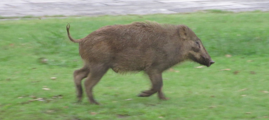 天拝山歴史公園のイノシシ③