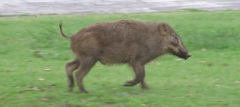 天拝山歴史公園のイノシシ③
