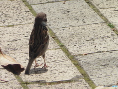 首を長くしたスズメ