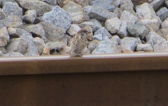 線路の上のスズメ　②