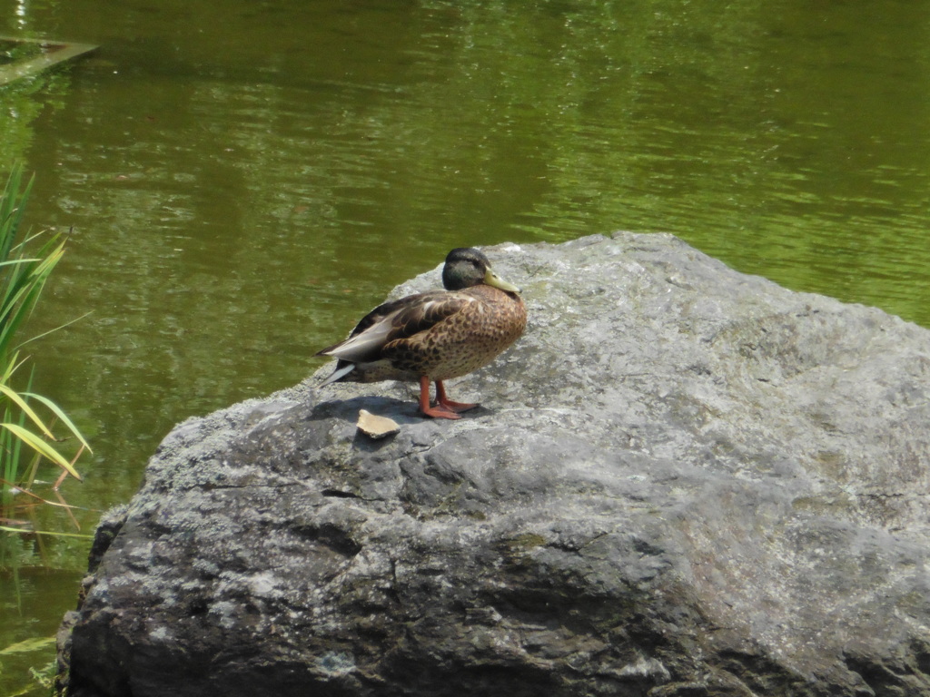 石の上でたたずむカモ