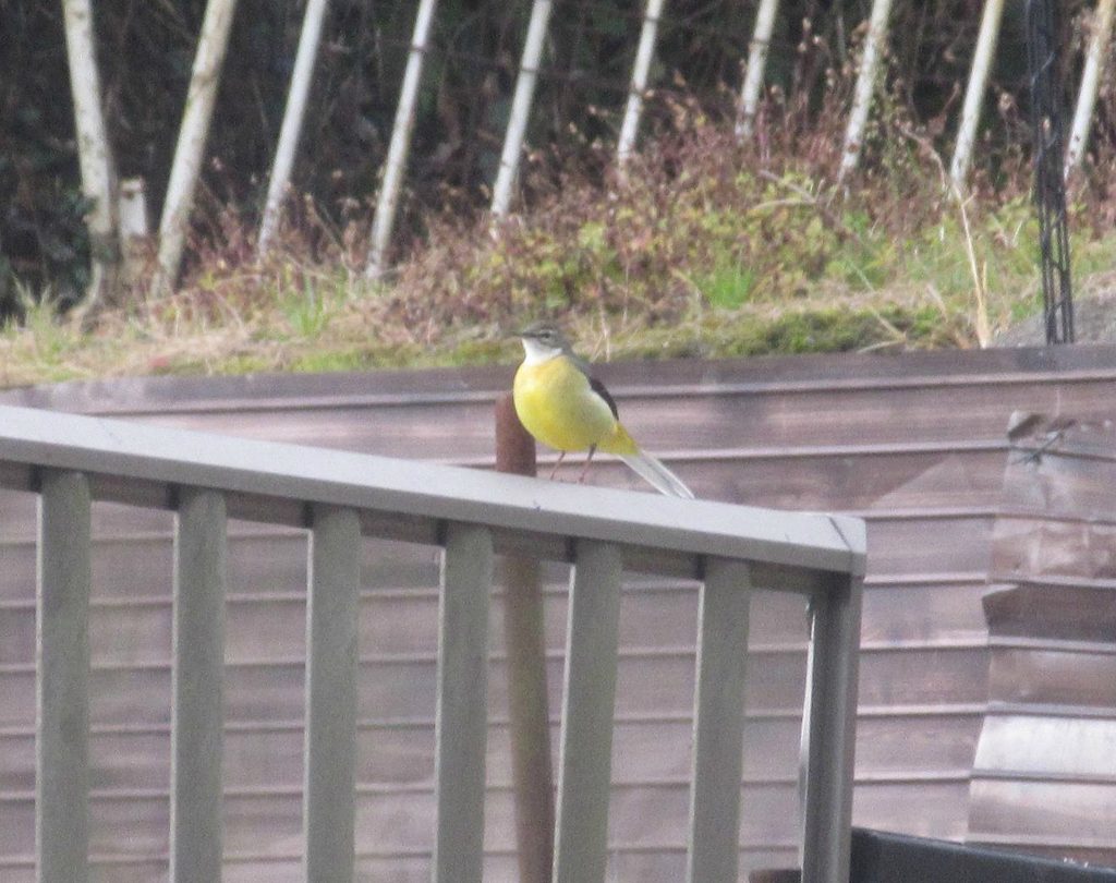 キセキレイ　①