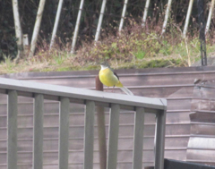 キセキレイ　①