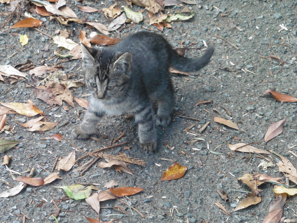 親子の猫ちゃんたち⑨