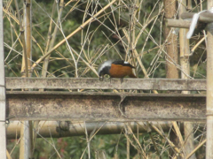 ジョウビタキ　①