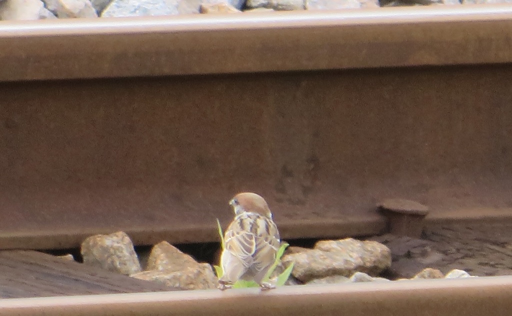 線路の上のスズメ　①