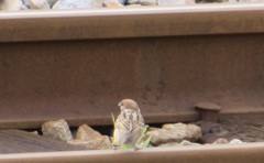 線路の上のスズメ　①