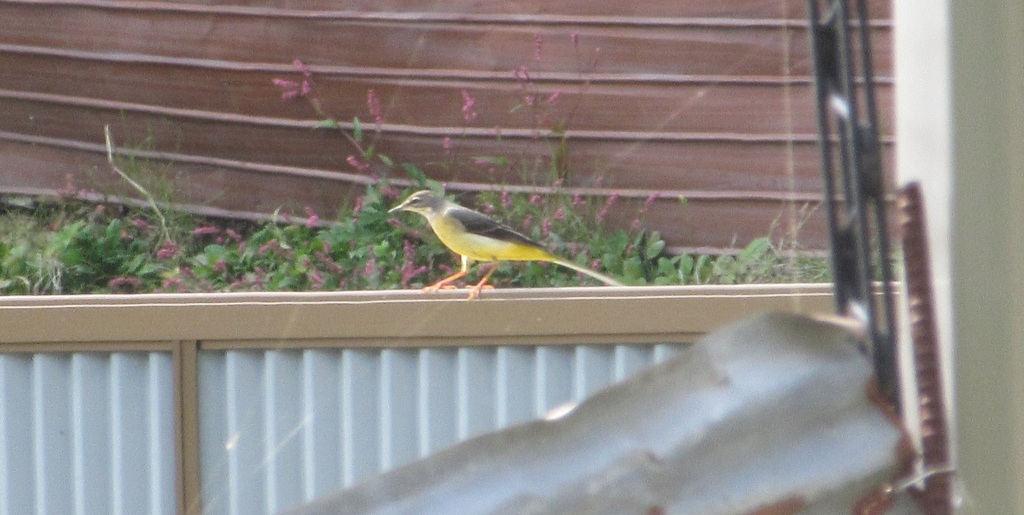 塀の上のキセキレイ