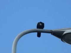 街灯の上のカラス