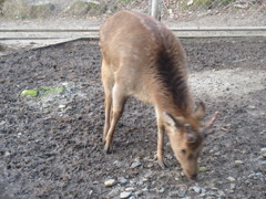 太宰府の鹿②