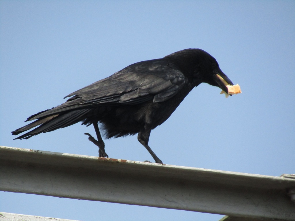 餌をくわえたカラス