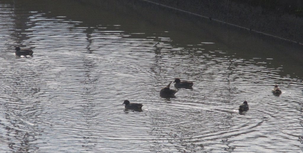 池を泳ぐカモたち