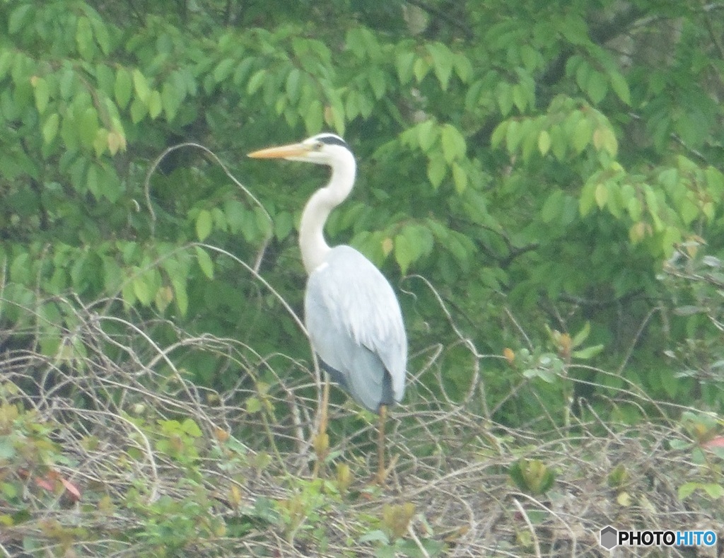 たたずむサギさん①